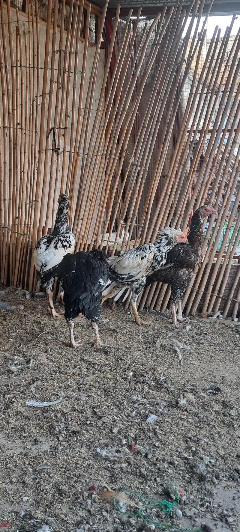 Aseel Hens For Sale — photo 6