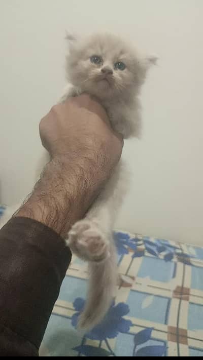 2 kitten for sale