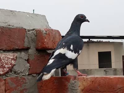 kale Ketlay Kach Parey 03357509075