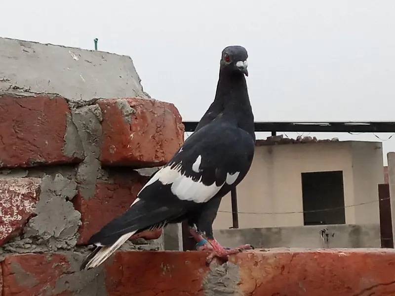 kale Ketlay Kach Parey 03357509075 — photo 2