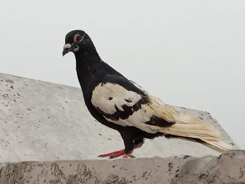 kale Ketlay Kach Parey 03357509075 — photo 3