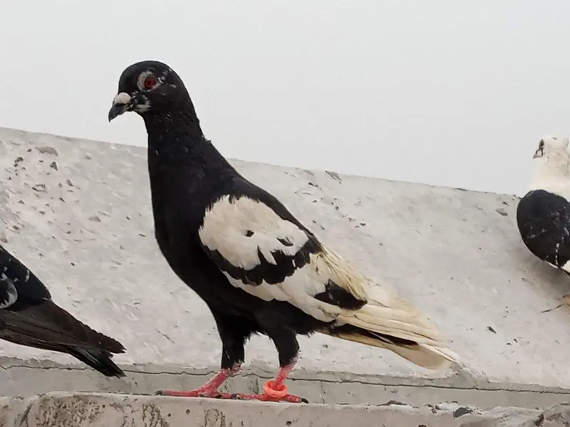 kale Ketlay Kach Parey 03357509075 — photo 4