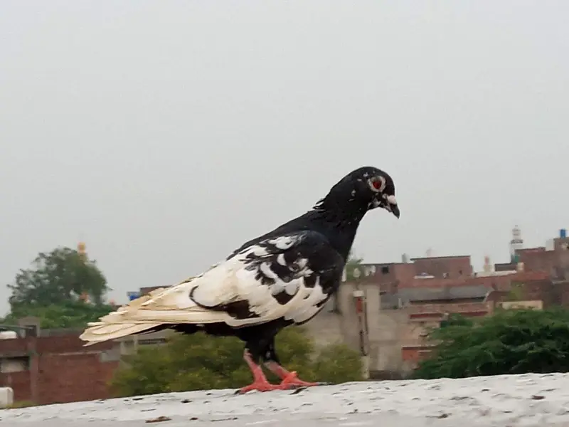 kale Ketlay Kach Parey 03357509075 — photo 5