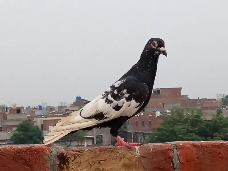 kale Ketlay Kach Parey 03357509075 — photo 7