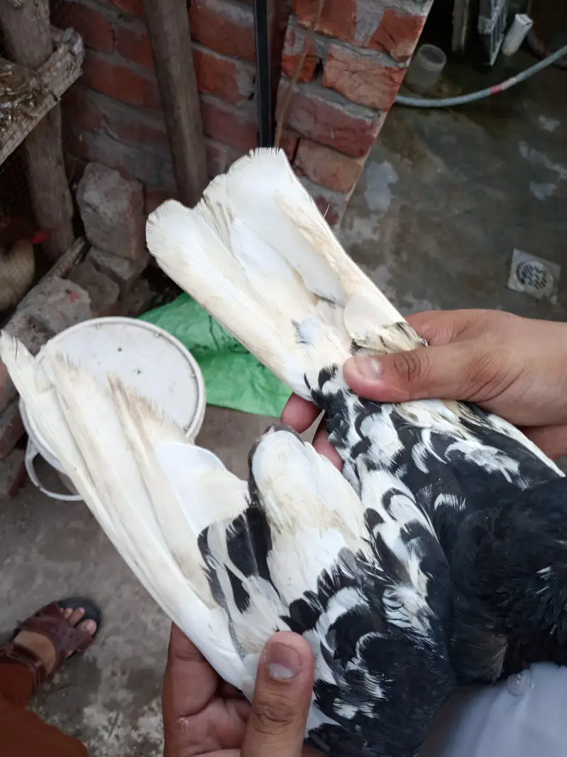 kale Ketlay Kach Parey 03357509075 — photo 9