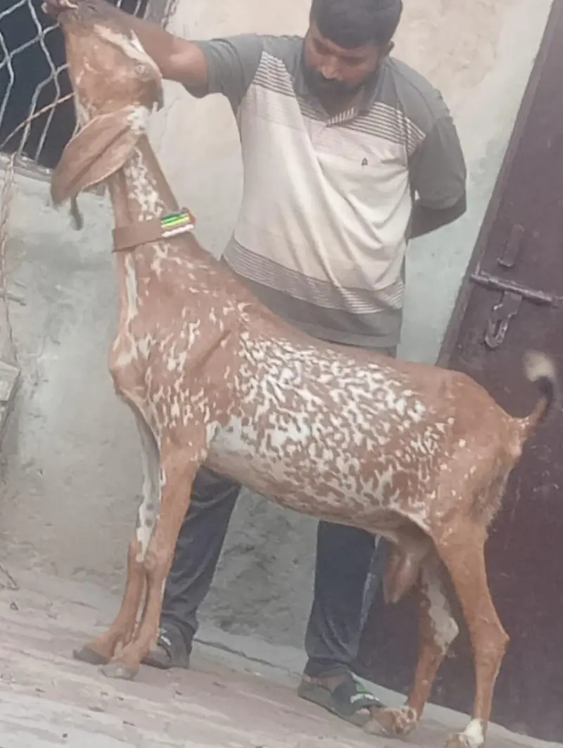 Makhi cheeni Gabn bakri sale — photo 2