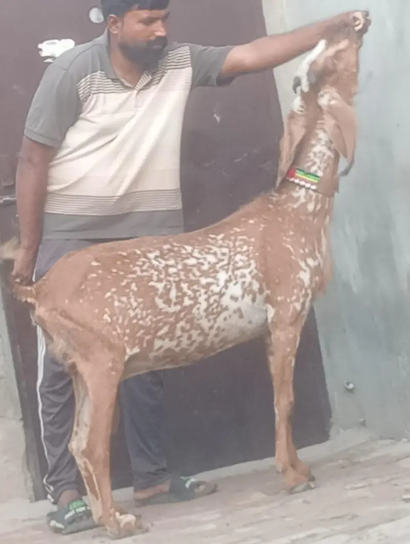 Makhi cheeni Gabn bakri sale — photo 4