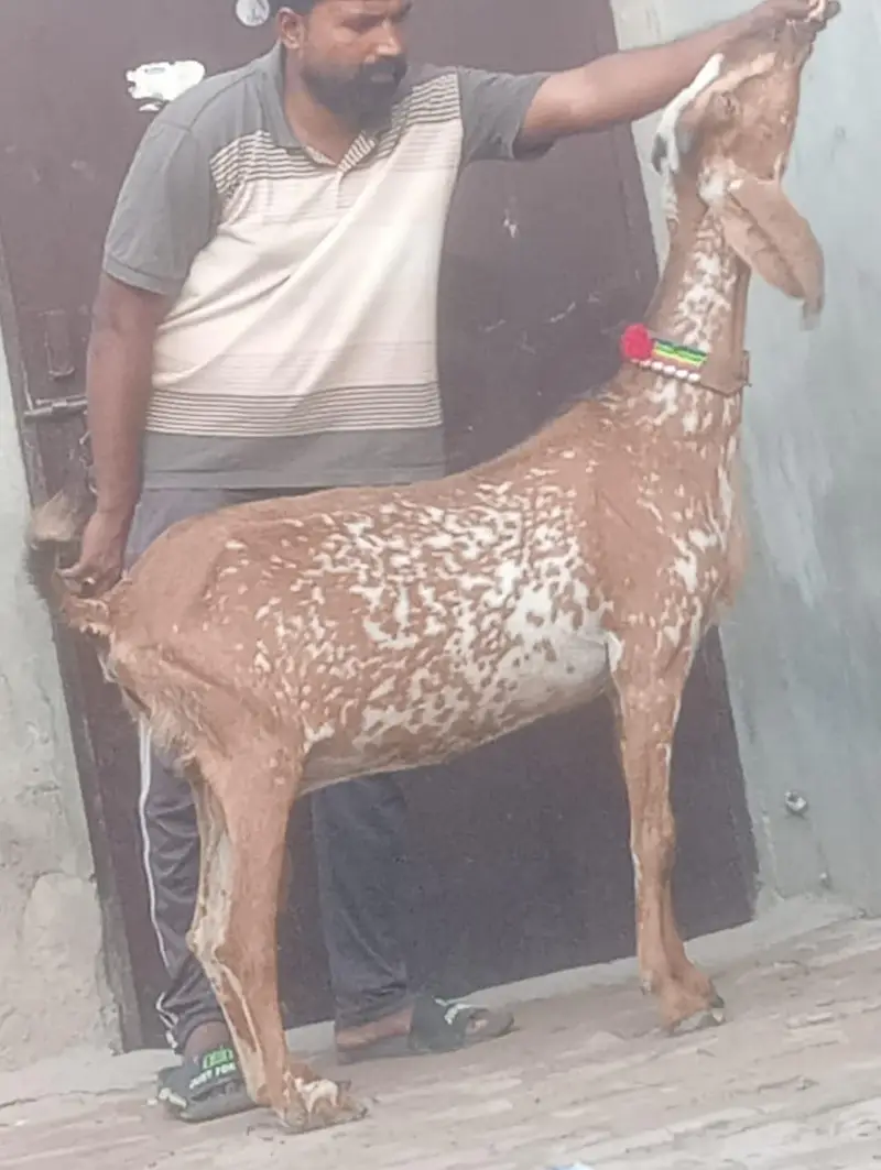 Makhi cheeni Gabn bakri sale — photo 5