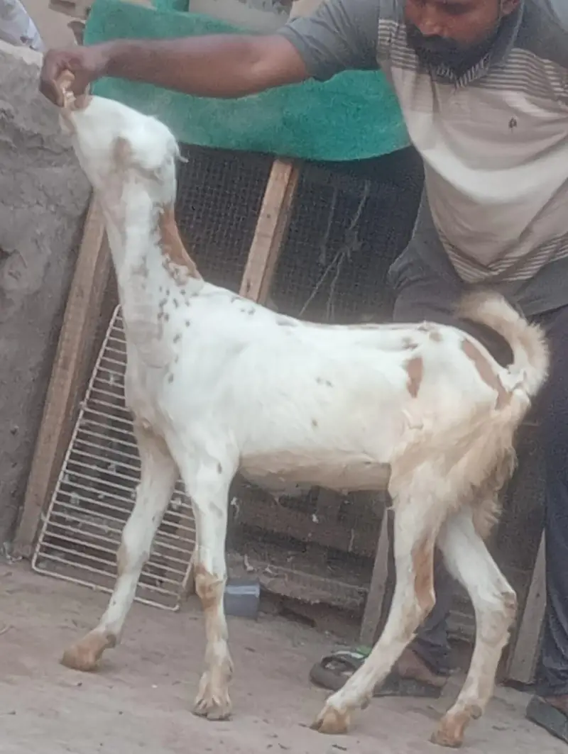 Makhi cheeni Gabn bakri sale — photo 6