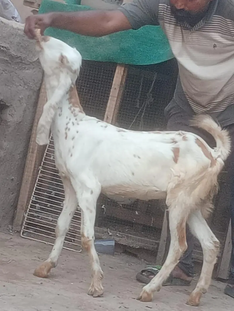Makhi cheeni Gabn bakri sale — photo 8