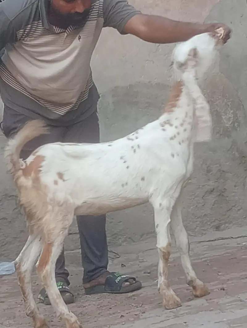 Makhi cheeni Gabn bakri sale — photo 9