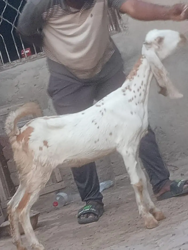 Makhi cheeni Gabn bakri sale — photo 10