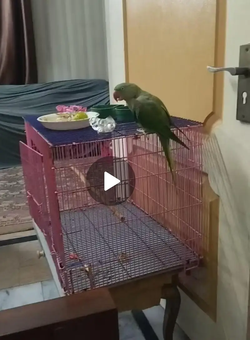 just like new parrot cage — photo 4