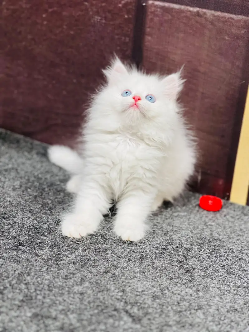 cash on delivery parshion kitten cat male female — photo 3