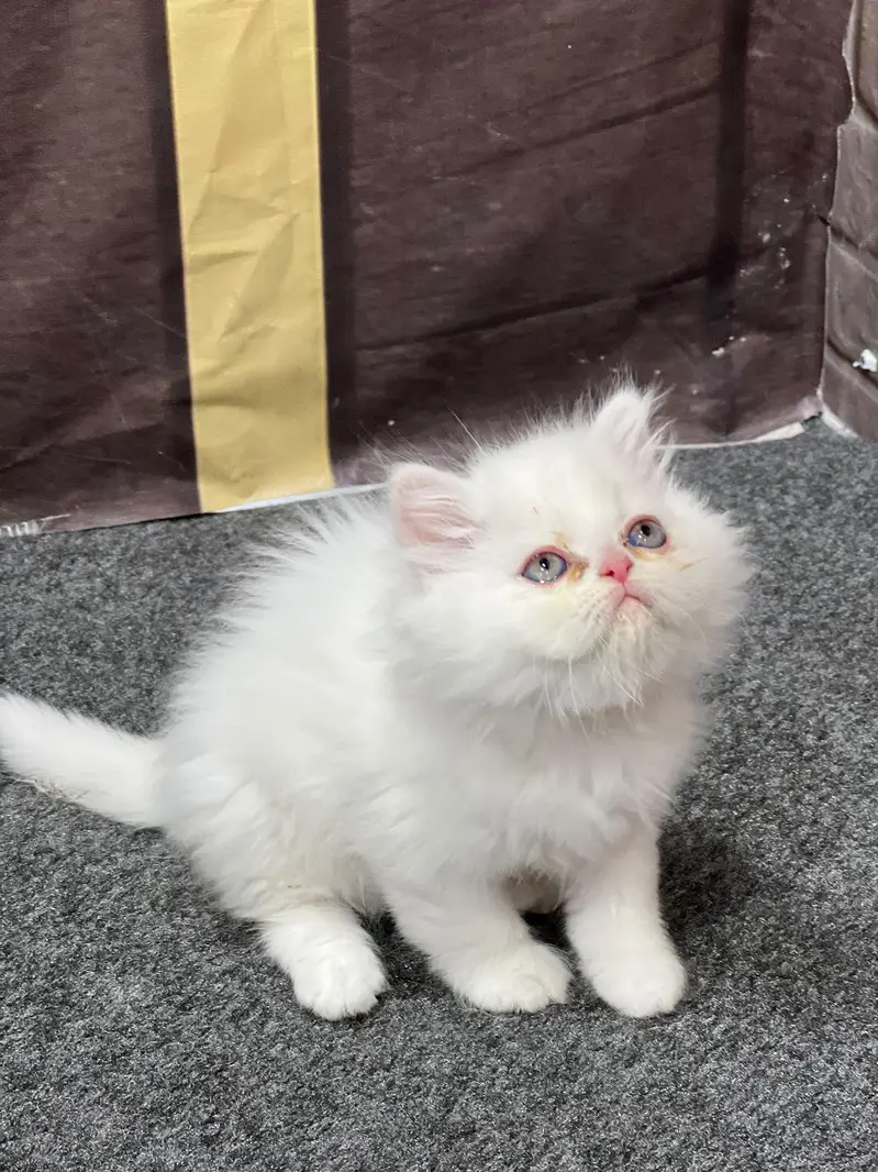 cash on delivery parshion kitten cat male female — photo 6