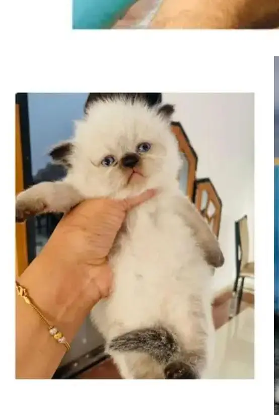 cash on delivery parshion kitten cat male female — photo 7