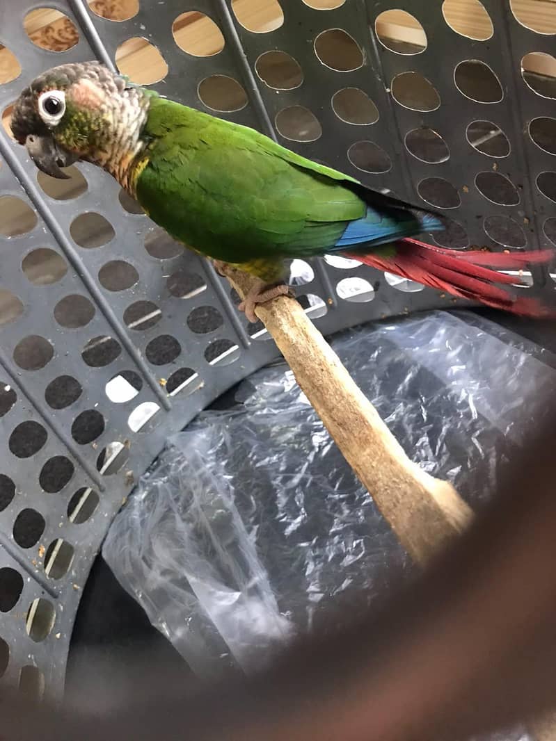 Green conure 0
