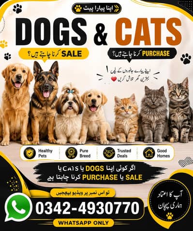 Jisny cats dogs sale krny hah Whatsapp py vedio bejo