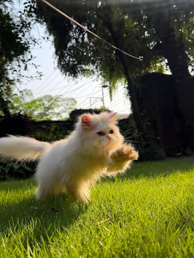 Persian British punch face piki face kitten cat available