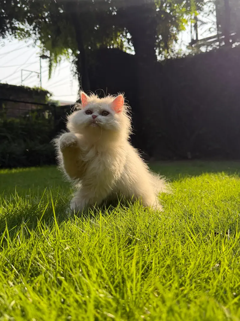 Persian British punch face piki face kitten cat available — photo 2