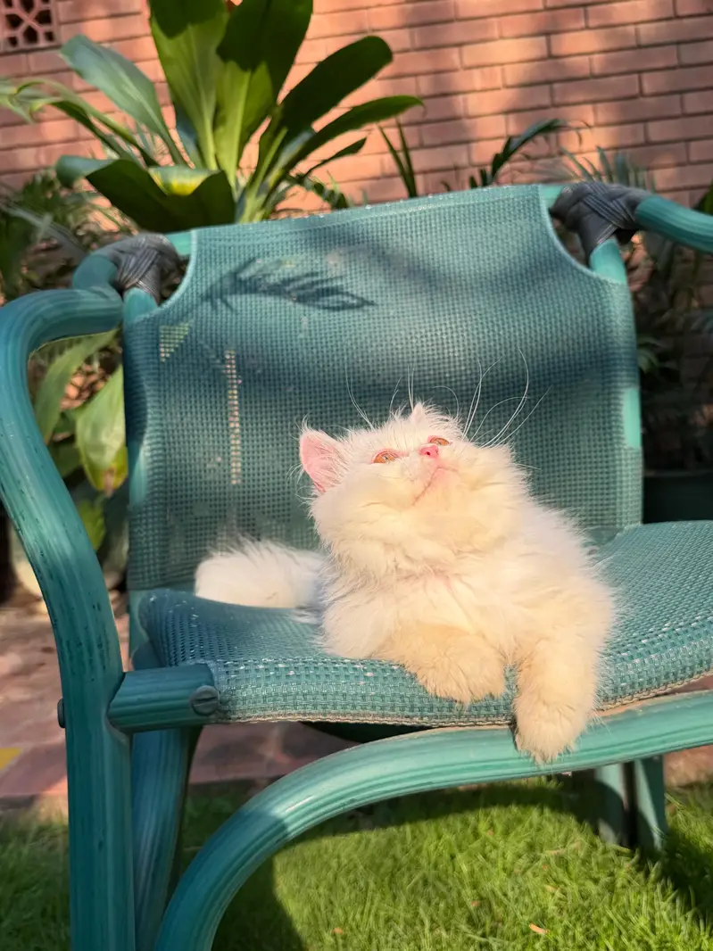 Persian British punch face piki face kitten cat available — photo 3