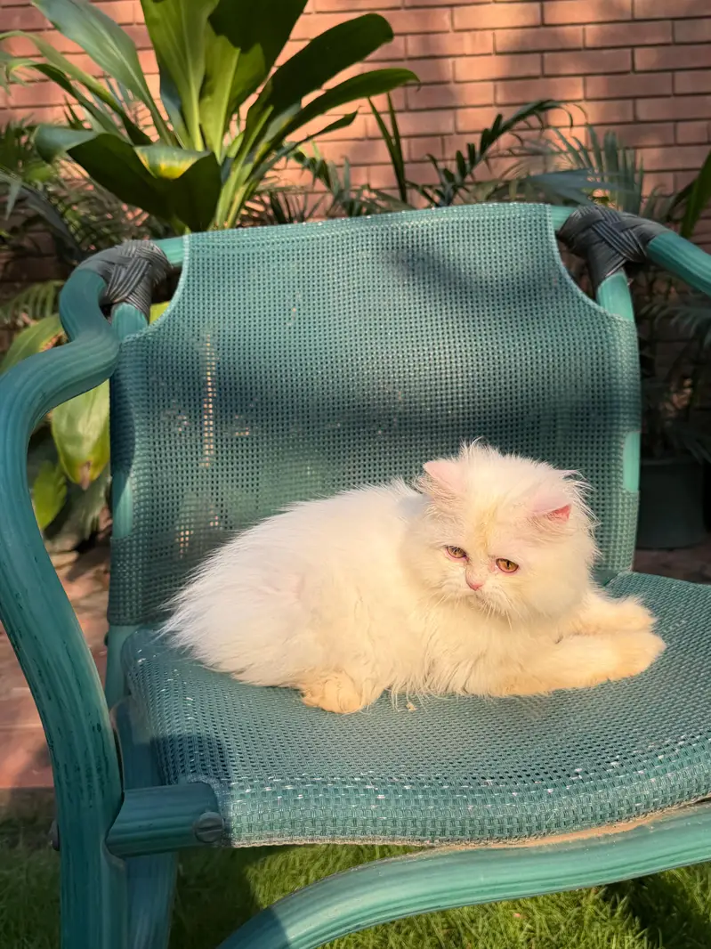 Persian British punch face piki face kitten cat available — photo 4