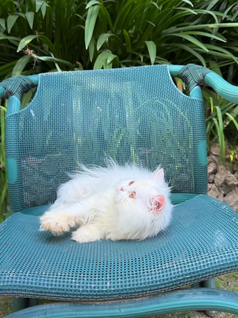 Persian British punch face piki face kitten cat available — photo 5