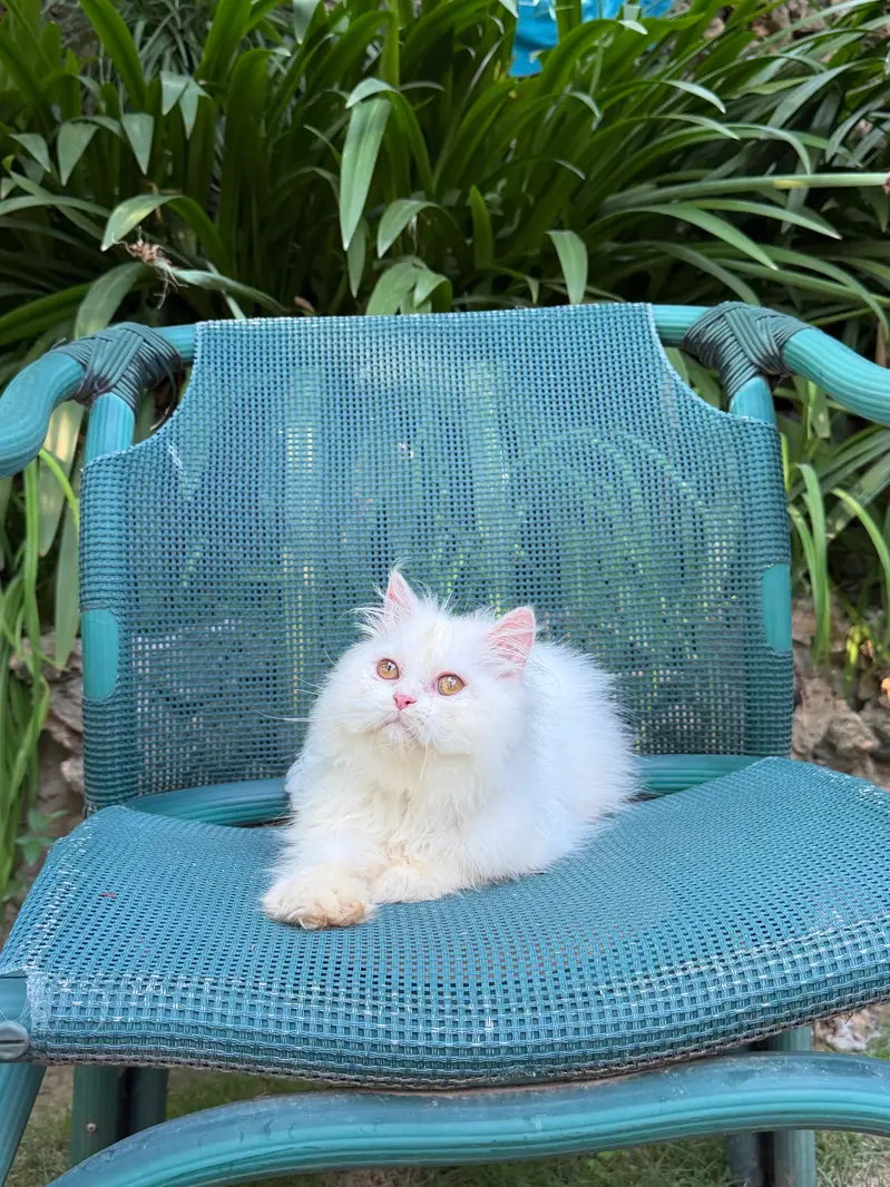 Persian British punch face piki face kitten cat available — photo 6