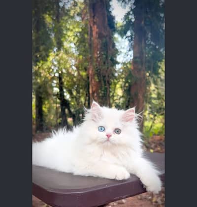 Cash on delivery persian cats & Kittens Available- Healthy & Playfull