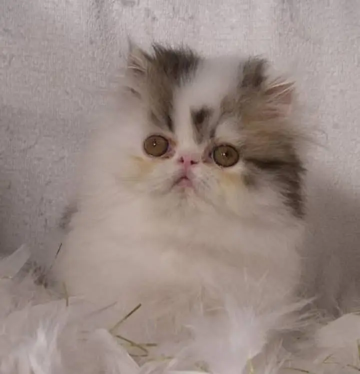 Cash on delivery persian cats & Kittens Available- Healthy & Playfull — photo 3