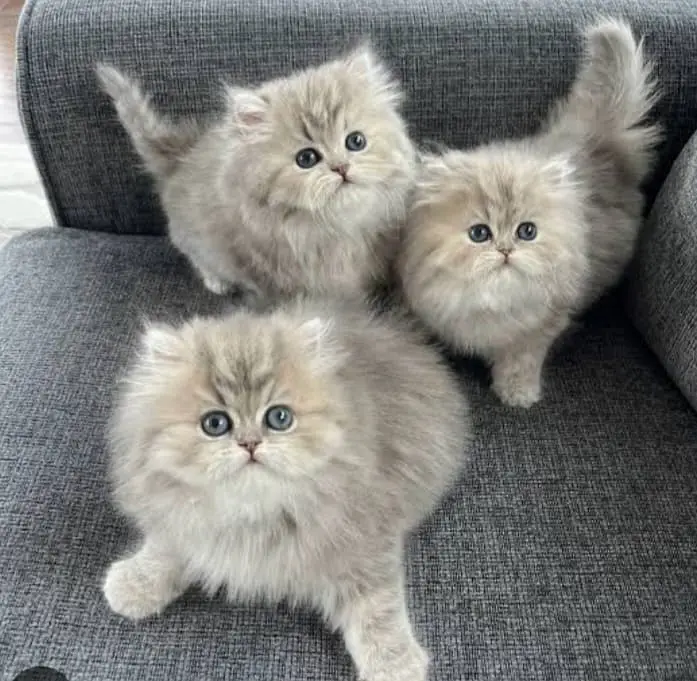 Cash on delivery persian cats & Kittens Available- Healthy & Playfull — photo 5