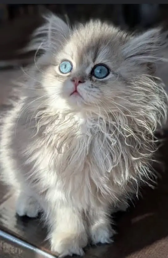 Cash on delivery persian cats & Kittens Available- Healthy & Playfull — photo 8