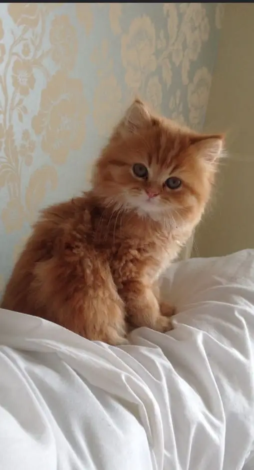 Persian triple coated kitten sale cash on delivery available hy — photo 2