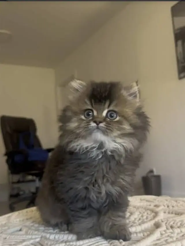 Persian triple coated kitten sale cash on delivery available hy — photo 5