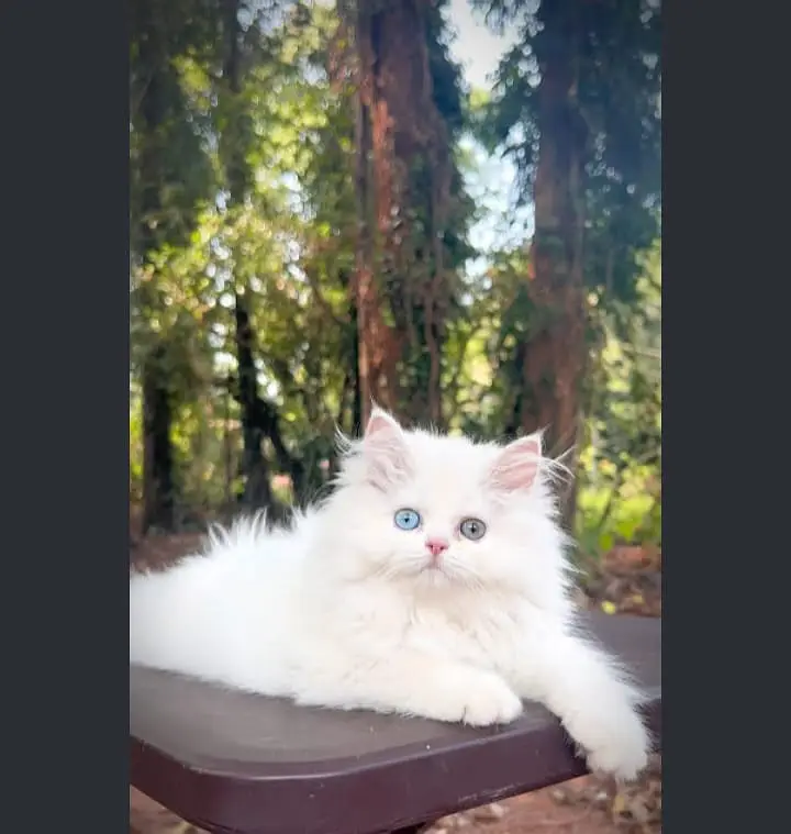 Persian triple coated kitten sale cash on delivery available hy — photo 9