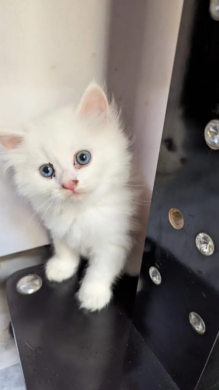 Persian triple coated kitten sale cash on delivery available hy — photo 10