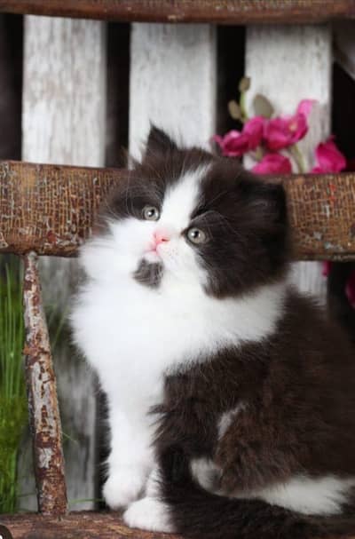 persian kittens punch face  double coated kittens  fluffy kitte