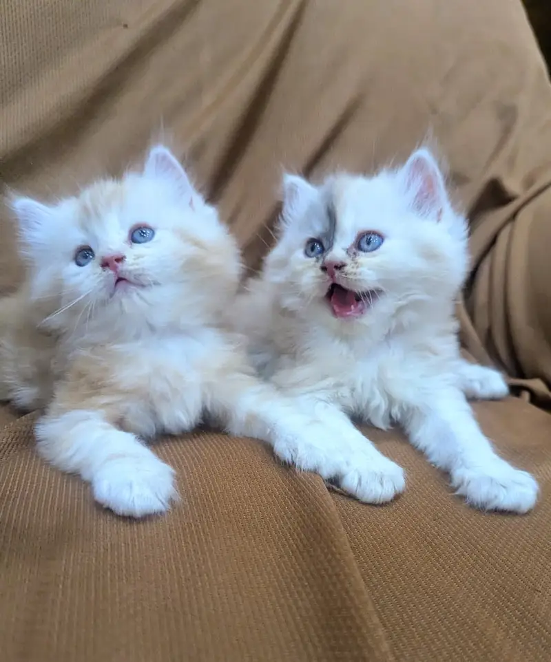 persian kittens punch face  double coated kittens  fluffy kitte — photo 3