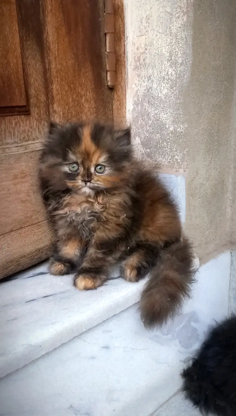 persian kittens punch face  double coated kittens  fluffy kitte — photo 4