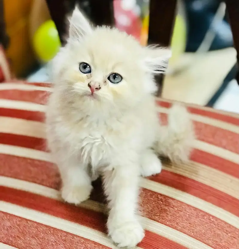 persian kittens punch face  double coated kittens  fluffy kitte — photo 5
