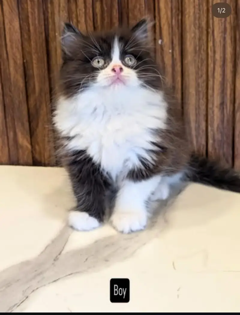 persian kittens punch face  double coated kittens  fluffy kitte — photo 6