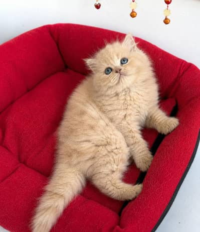 Persian triple coated kitten sale cash on delivery available hy