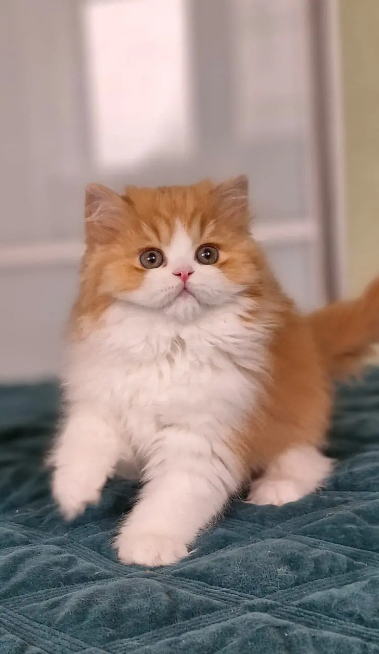 Persian triple coated kitten sale cash on delivery available hy — photo 3