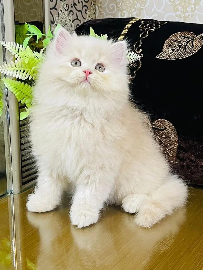 Persian triple coated kitten sale cash on delivery available hy — photo 4