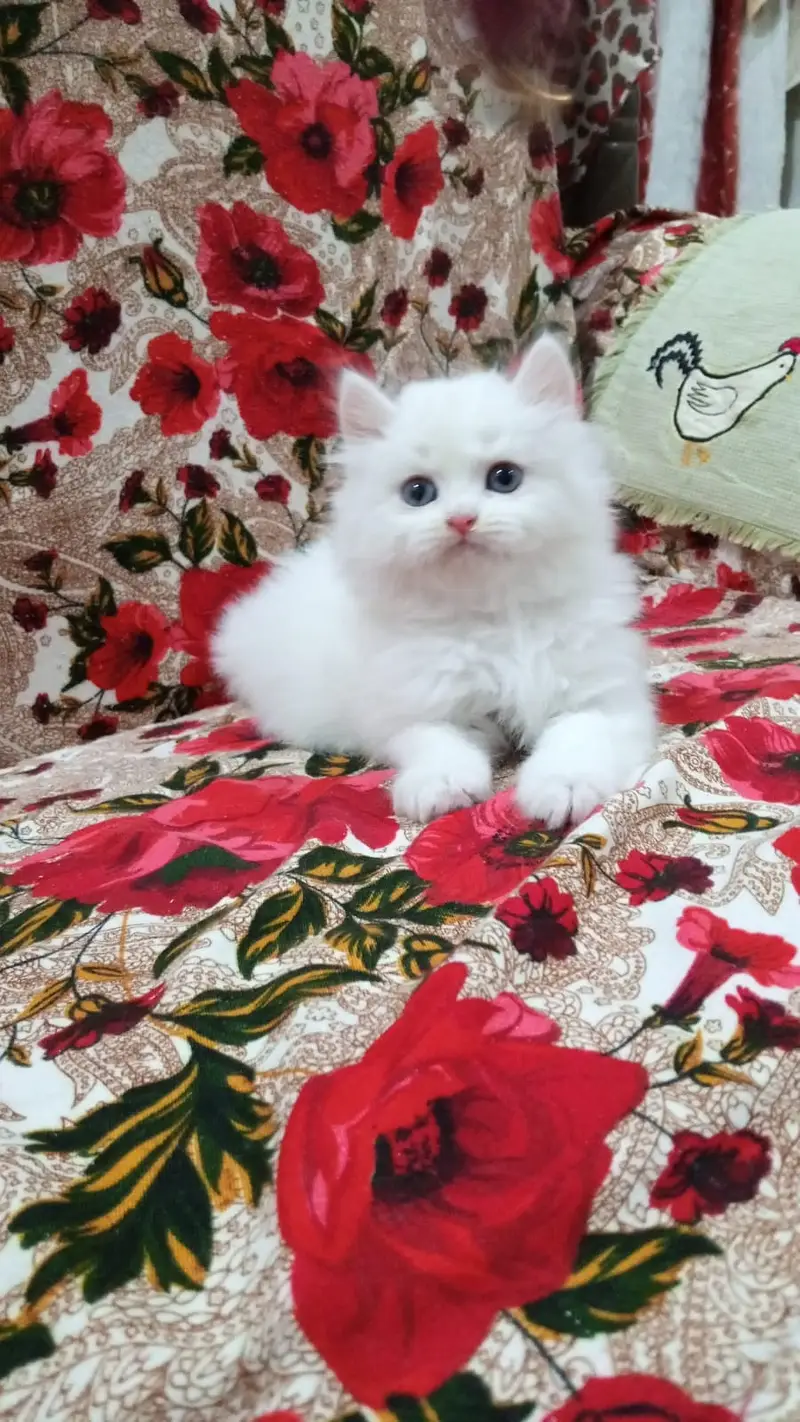 Persian triple coated kitten sale cash on delivery available hy — photo 5
