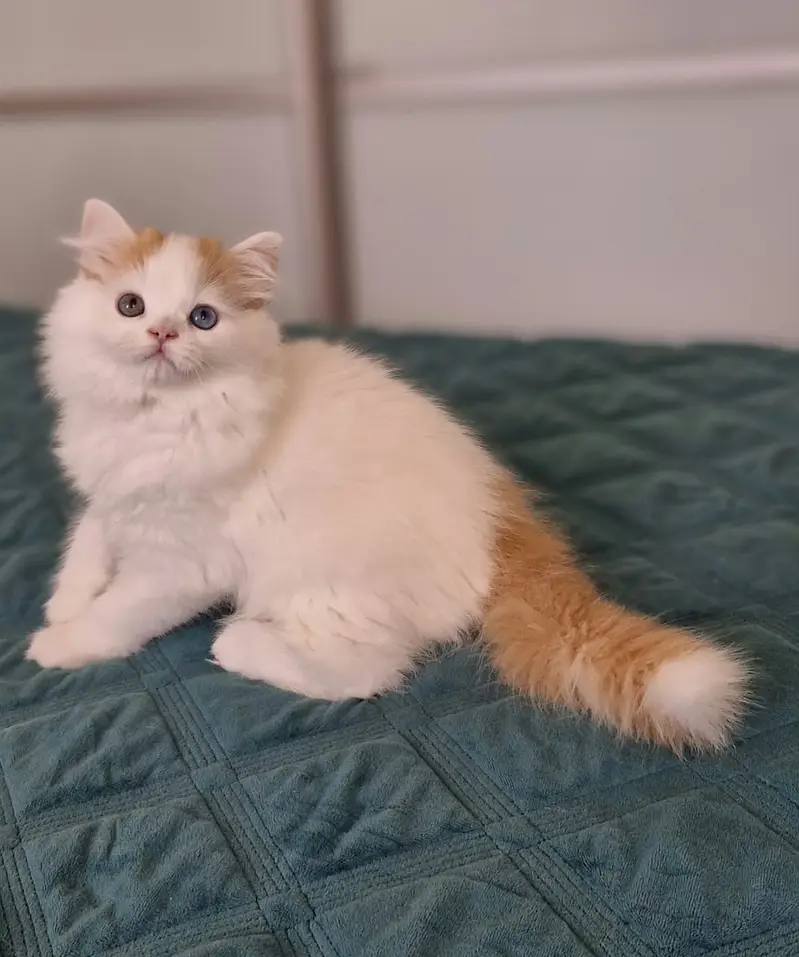 Persian triple coated kitten sale cash on delivery available hy — photo 6