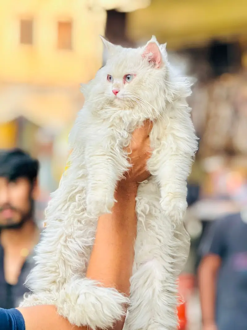 Persian triple coated kitten sale cash on delivery available hy — photo 8