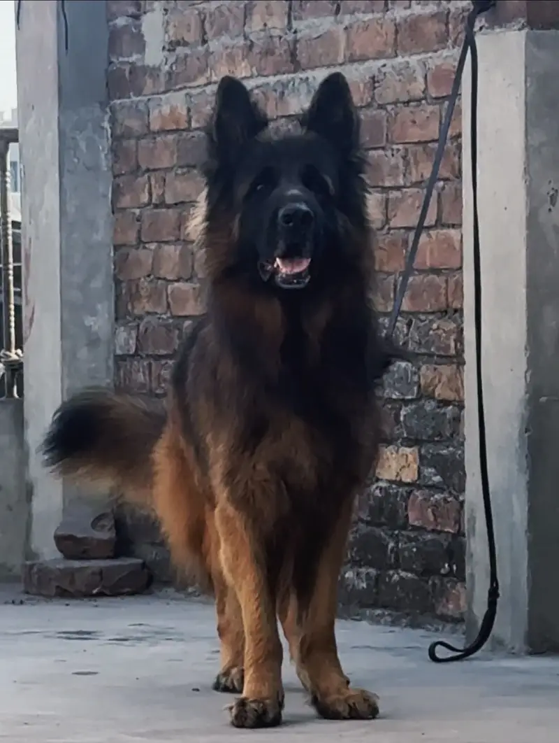 For Stud Huge Male double coat — photo 2