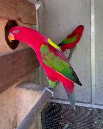 Pakistan exotic chattering lory pair for sale 03246107725watsap