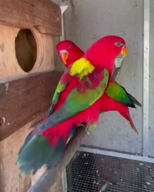 Pakistan exotic chattering lory pair for sale 03246107725watsap — photo 3